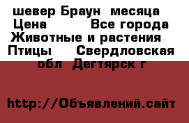 шевер Браун 2месяца › Цена ­ 200 - Все города Животные и растения » Птицы   . Свердловская обл.,Дегтярск г.
